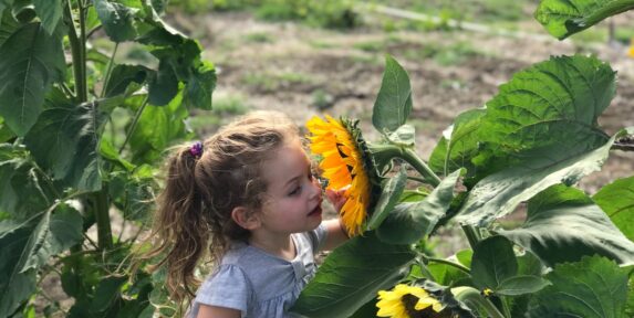 little girl smelling sunflowers in a garden